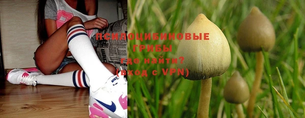 ГАЛЛЮЦИНОГЕННЫЕ ГРИБЫ Аркадак